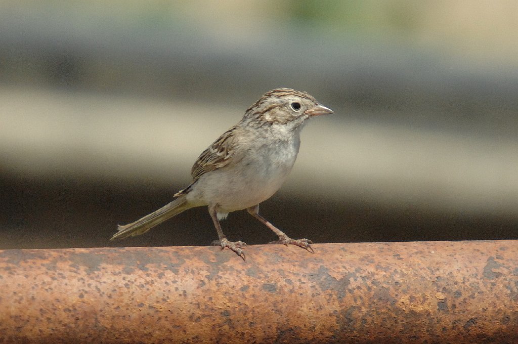 Sparrow, Brewer's, 2007-06111312b Pawnee National Grasslands, CO.JPG - Brewer's Sparrow. Pawnee National Grasslands and area, 6-11-2007